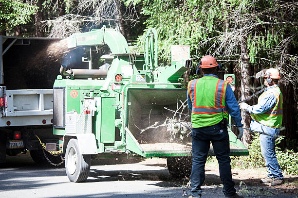 Leaf Removal in Dalworthington Gardens, TX